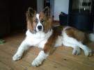 Balko