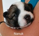 Nanuk 2 Wochen alt