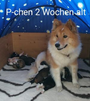 P-Wurf 2 Wochen