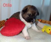 Otila 3 Wochen alt