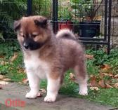 Otila 7 Wochen alt