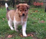 Odett 7 Wochen alt