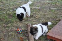 Spielen im Garten