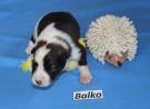 Balko