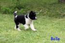 Bolle